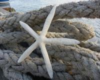 ستاره دریایی انگشتی